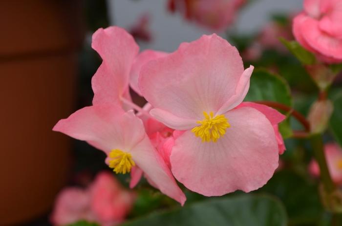 Begonia x benariensis Big™ Pink Green Leaf