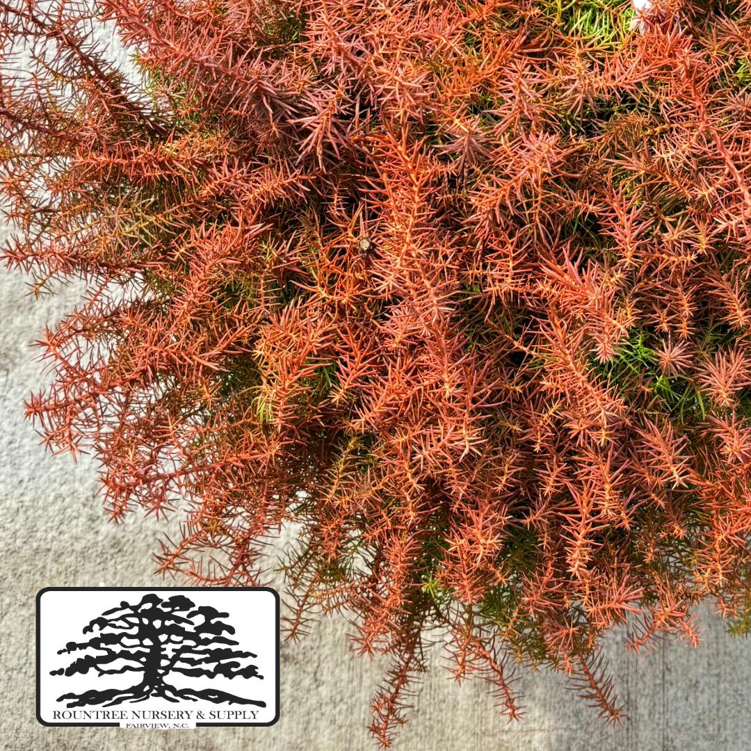Cryptomeria 'Mushroom' - Cool Season Color