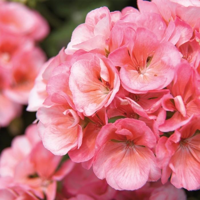 Pelargonium x hortorum Americana® Salmon