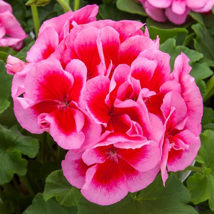 Pelargonium Calliope® Medium Rose Mega Splash