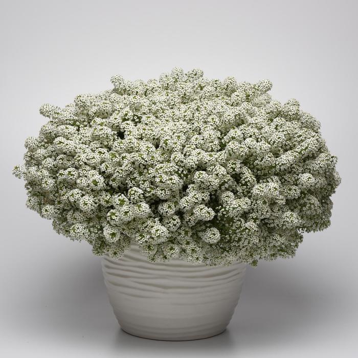 Lobularia maritima Easy Breezy™ White