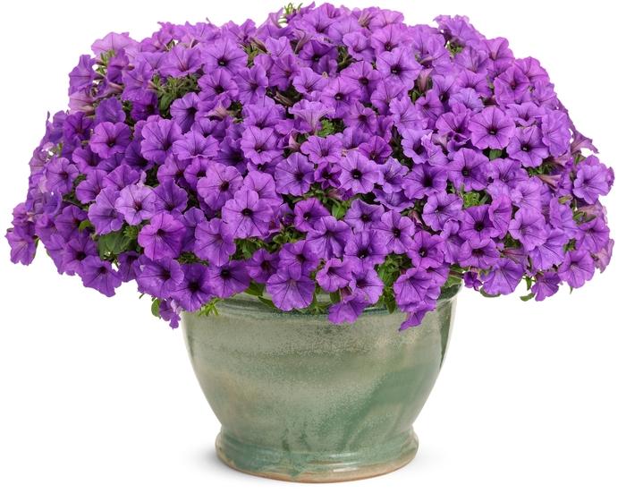 Petunia Supertunia® Mini Vista™ Indigo