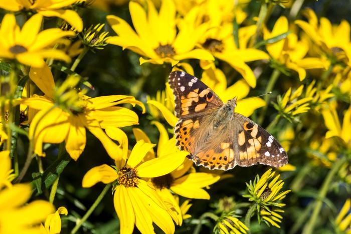 Helianthus salicifolius Autumn Gold