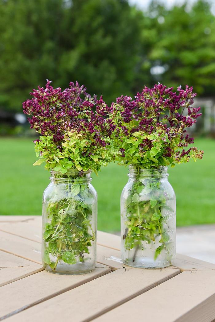 Origanum Drops of Jupiter