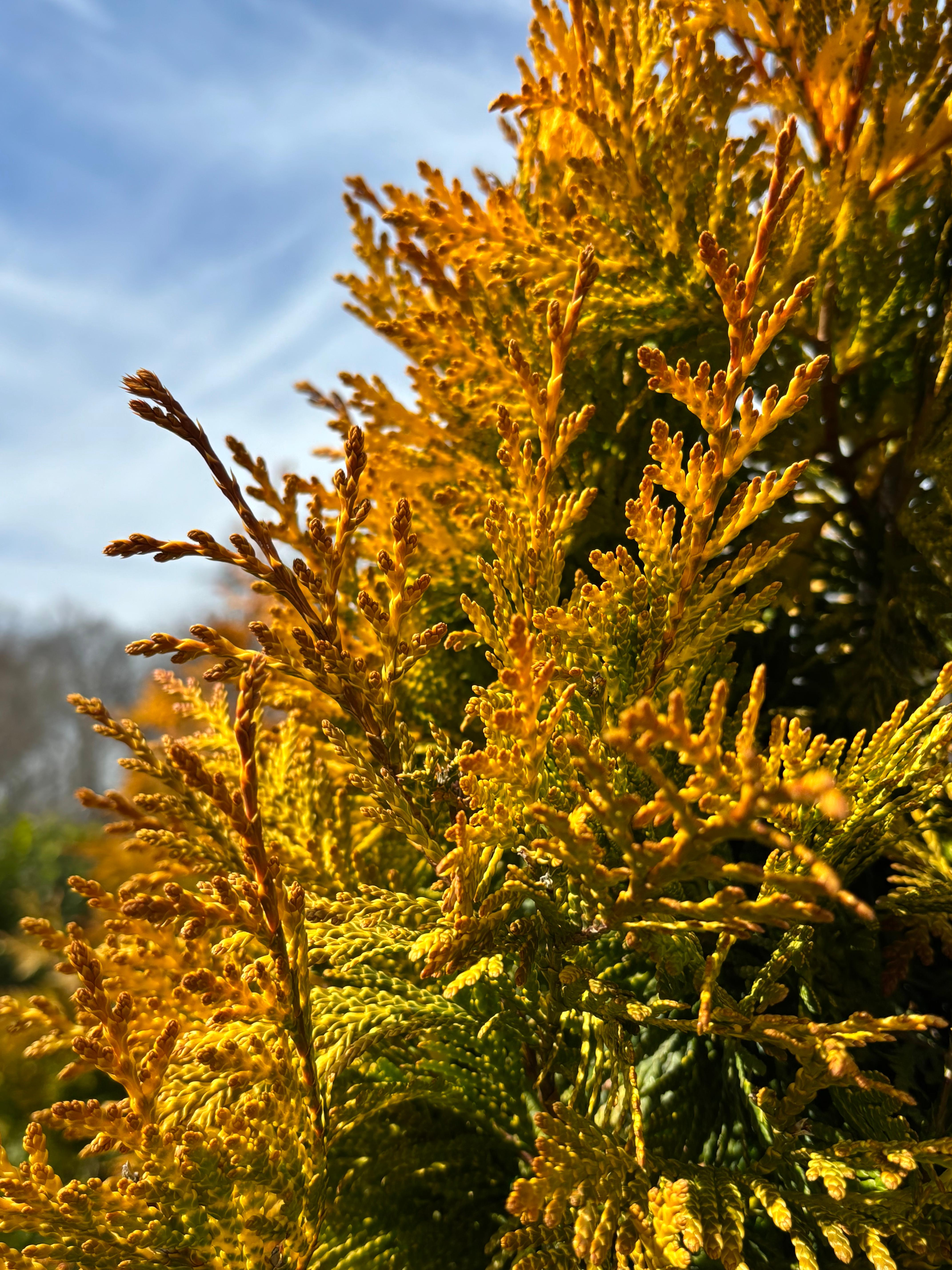 Thuja 'Ember Waves®'
