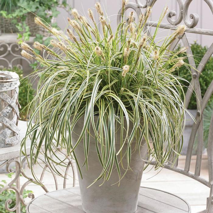 Carex oshimensis Feather Falls