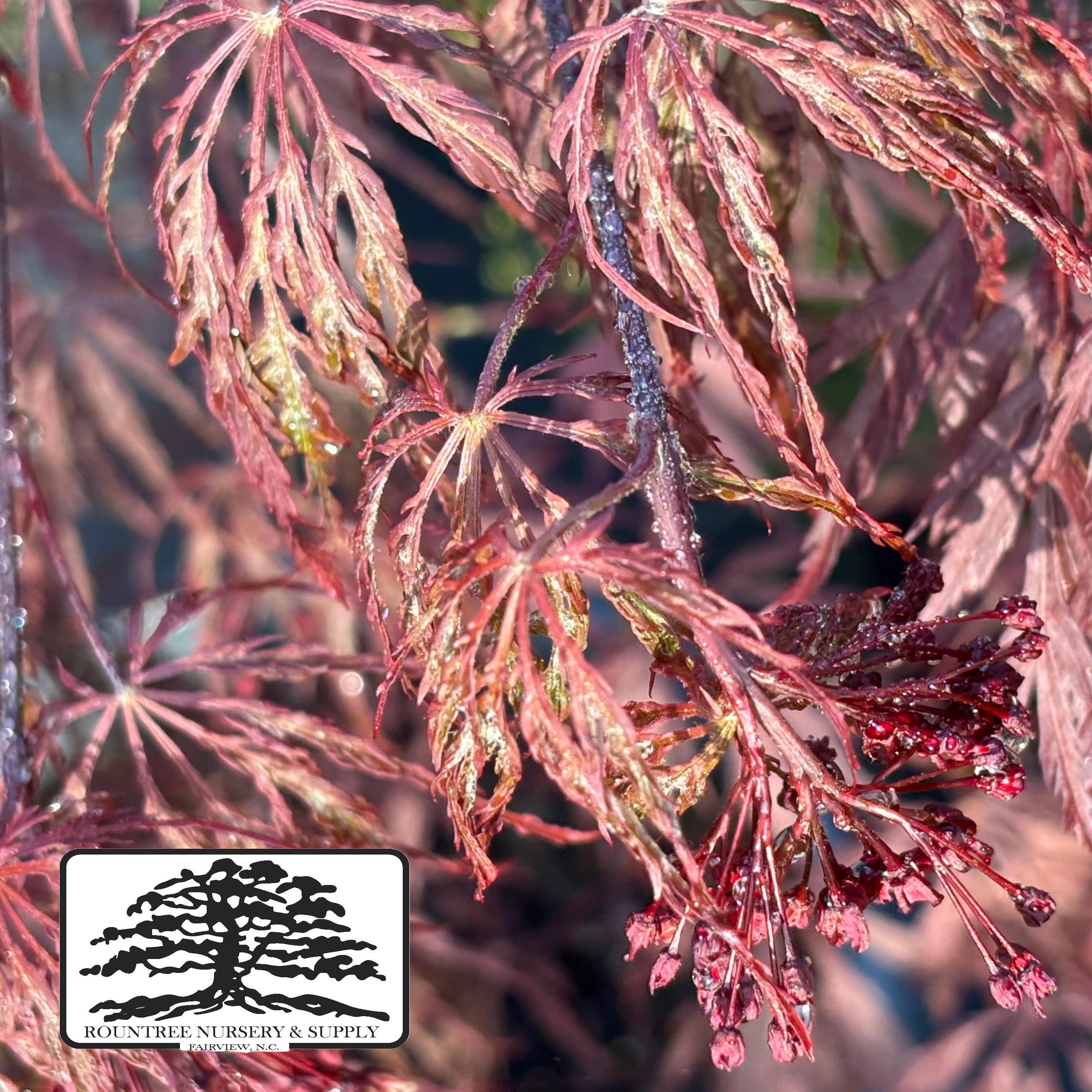 Japanese Maple 'Ever Red' - Spring Color