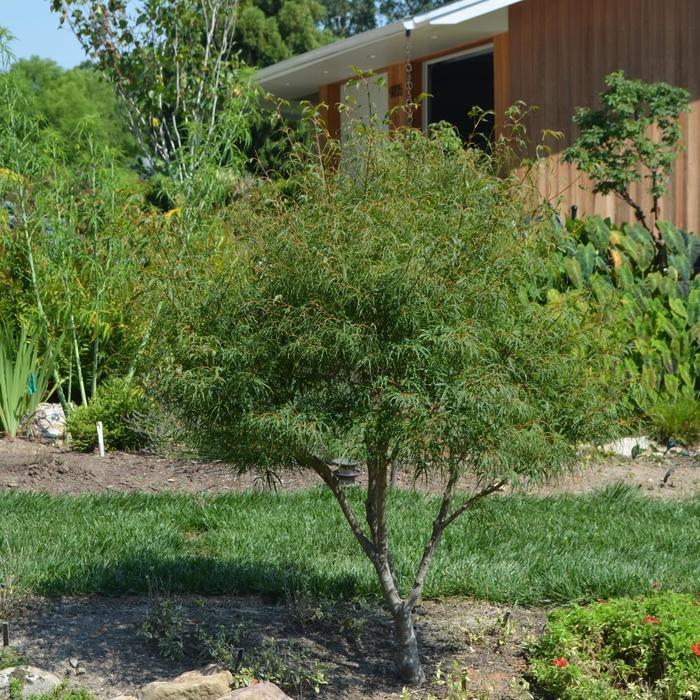 Acer palmatum Koto-no-ito