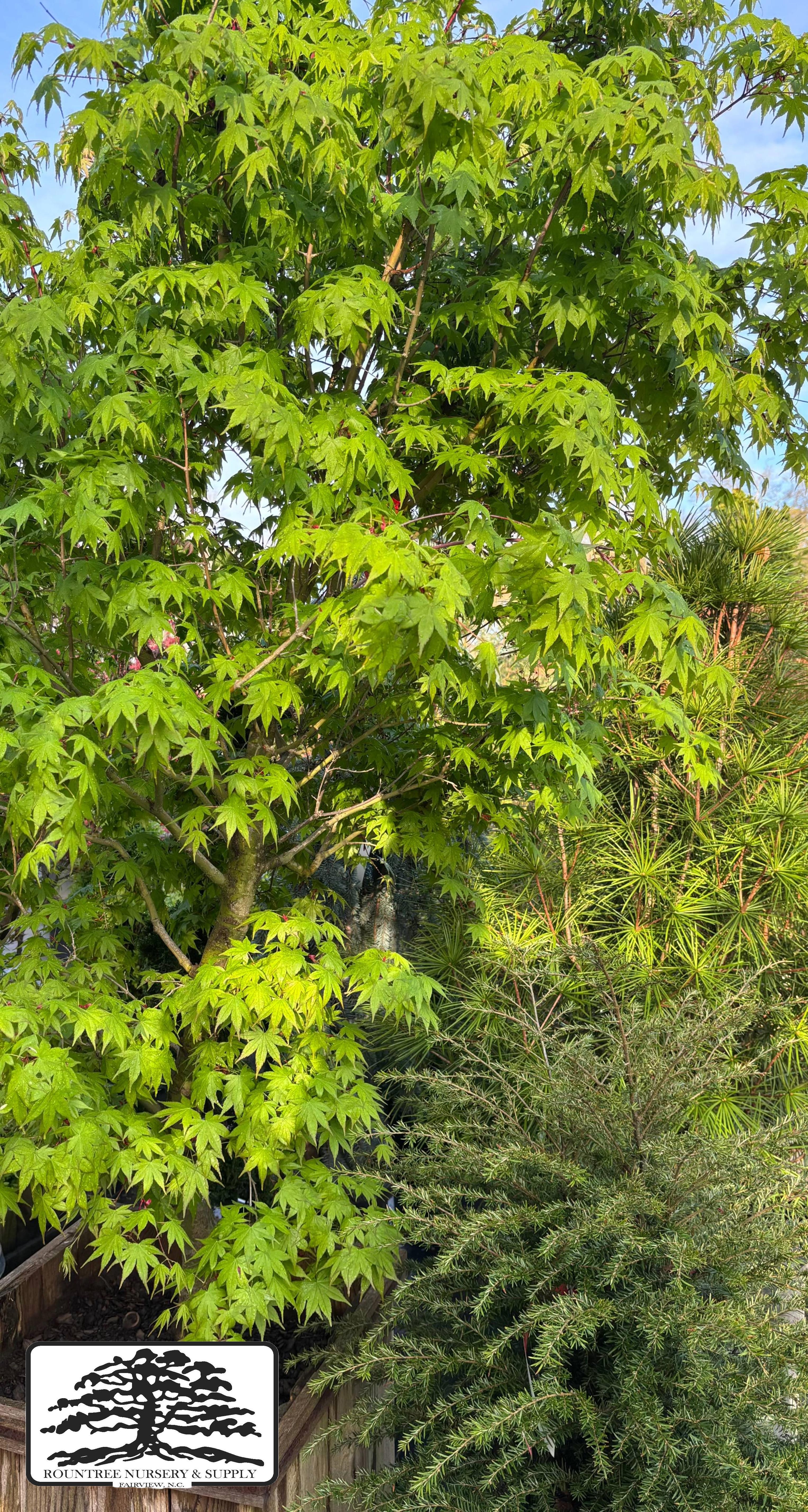 Japanese Maple 'Orido-nishiki' - Spring Color