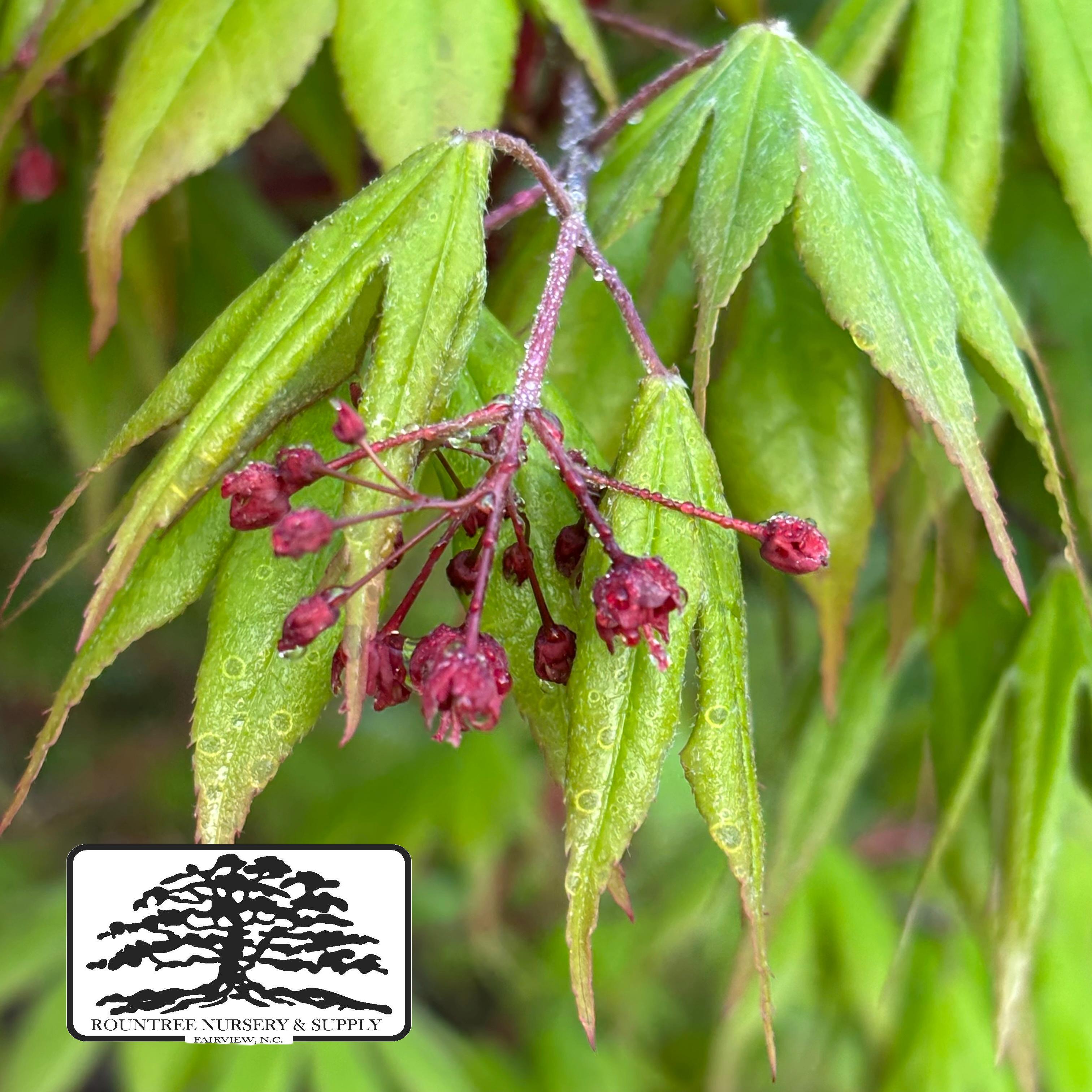 Japanese Maple 'Osakazuki' - Spring Color