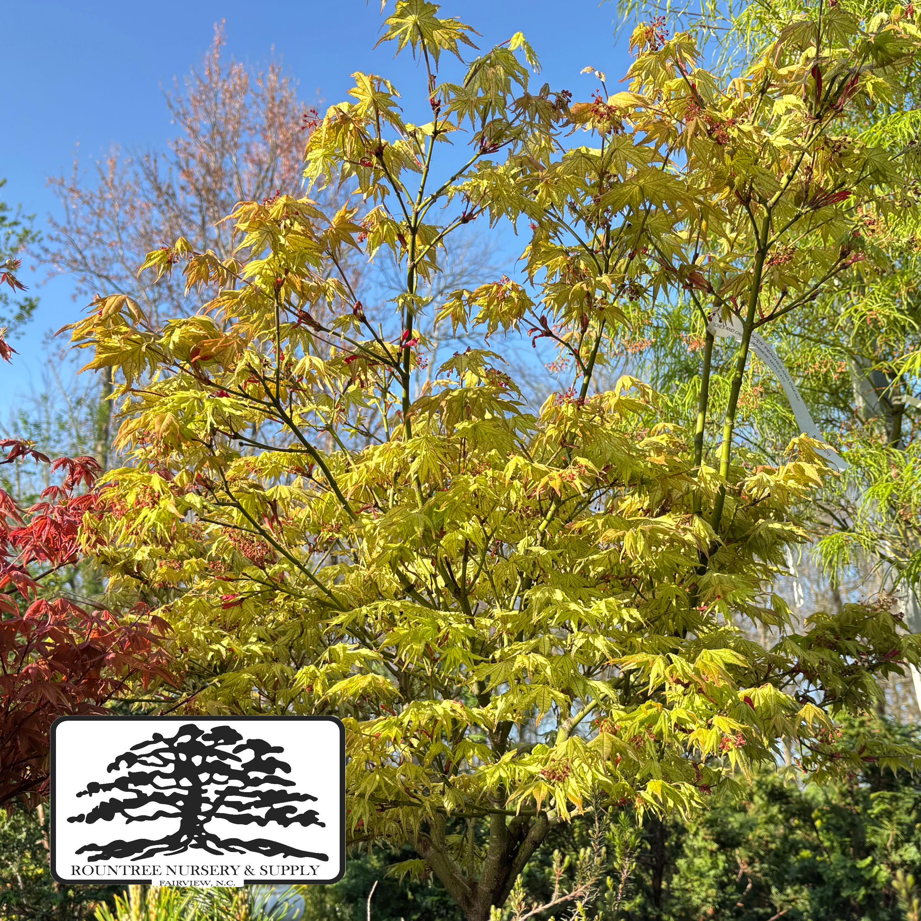 Japanese Maple 'Peaches and Cream' - Spring Color