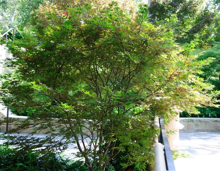 Acer palmatum Purple Ghost