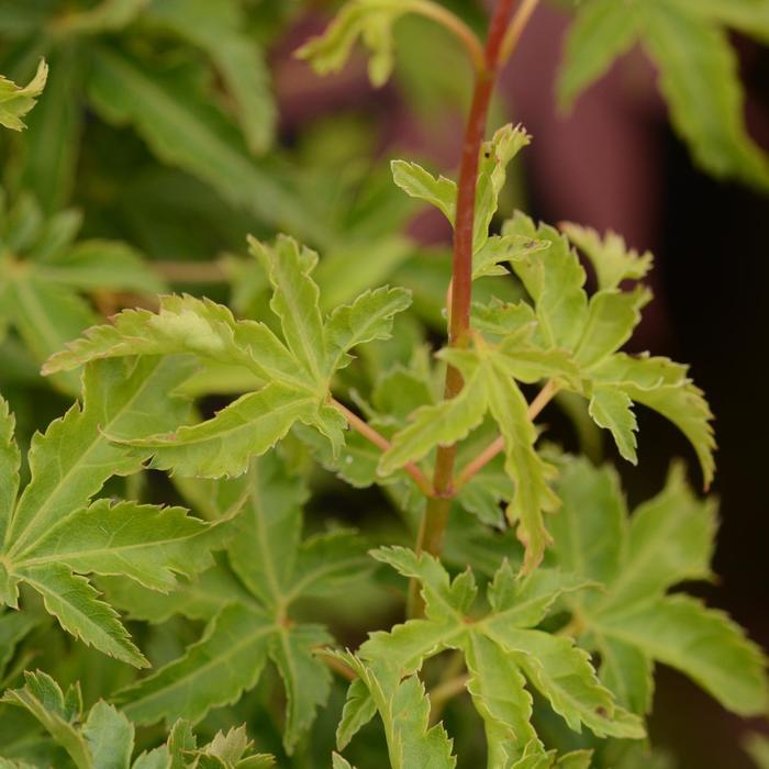 Acer palmatum Shishigashira