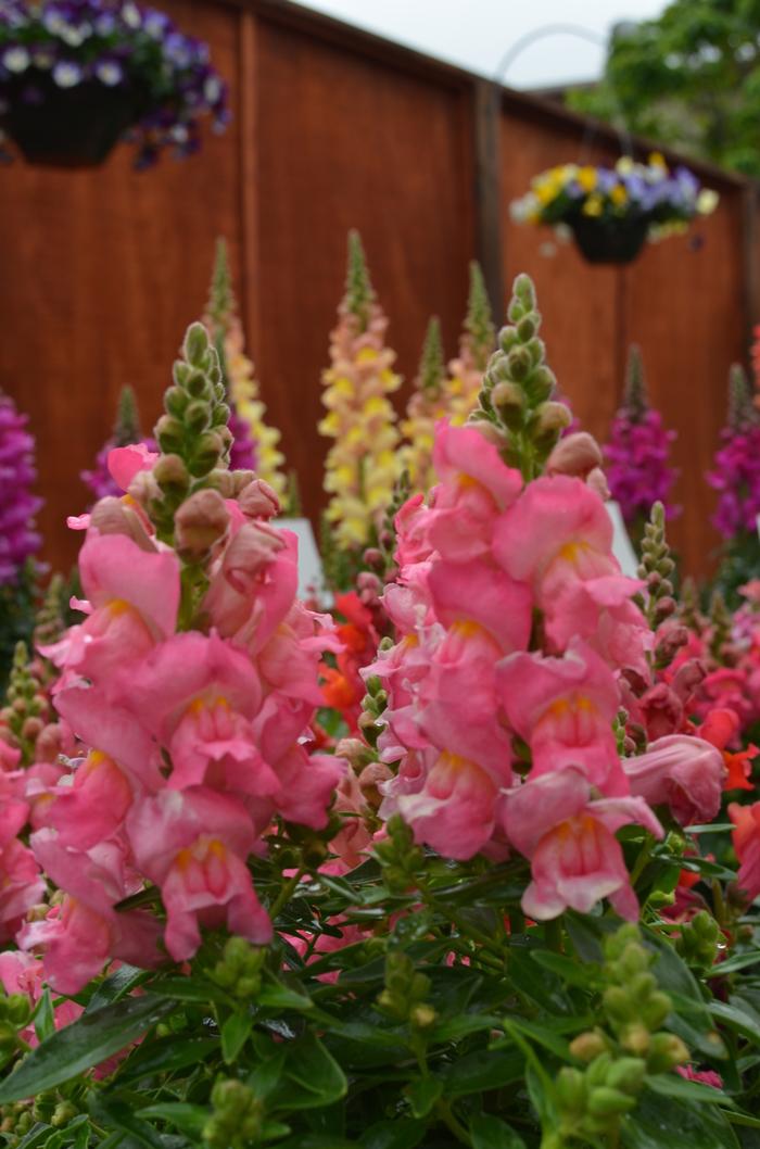 Antirrhinum majus Snapshot™ Pink
