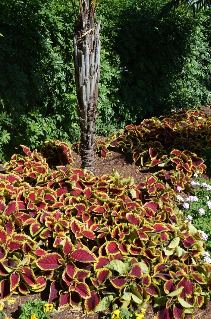 Coleus scutellarioides Kong Jr.™ Scarlet
