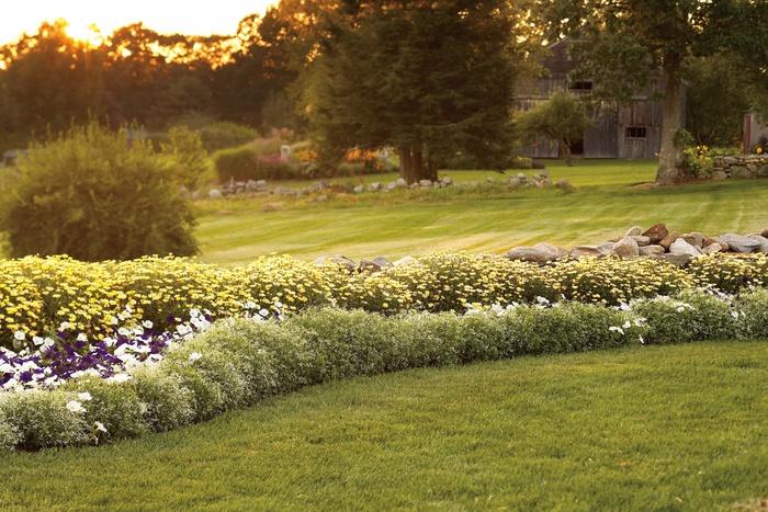 Euphorbia Diamond Frost®
