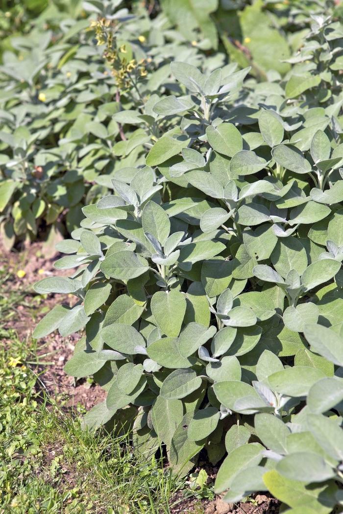 Salvia officinalis Berggarten