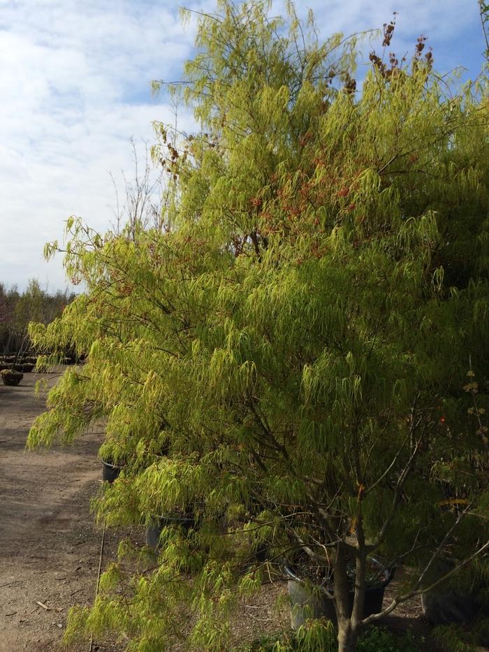 Acer palmatum Koto-no-ito