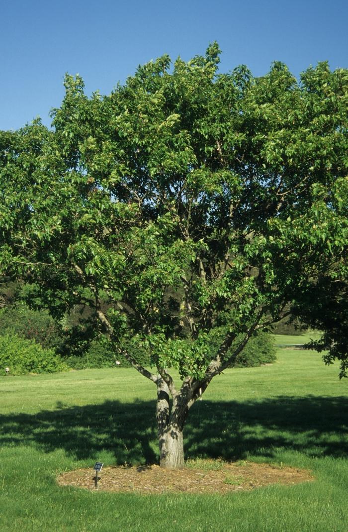 Acer palmatum Osakazuki