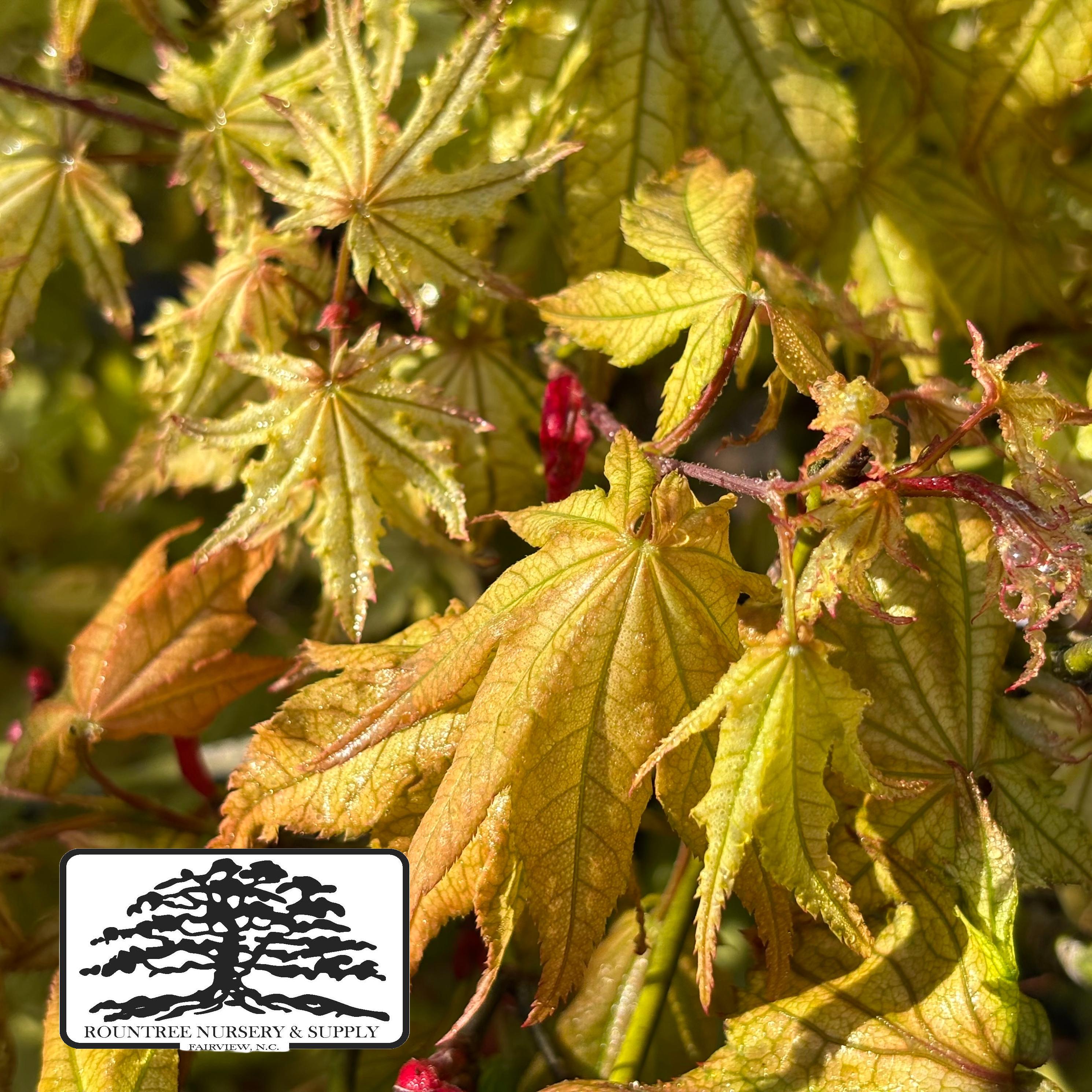 Japanese Maple 'Peaches and Cream' - Spring Color
