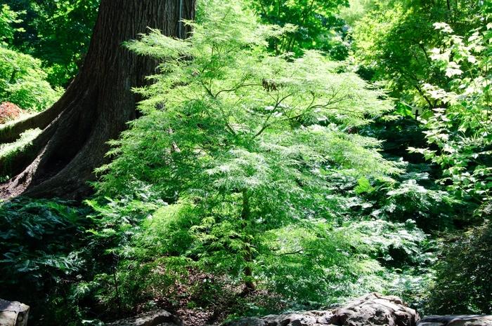 Acer palmatum Baldsmith